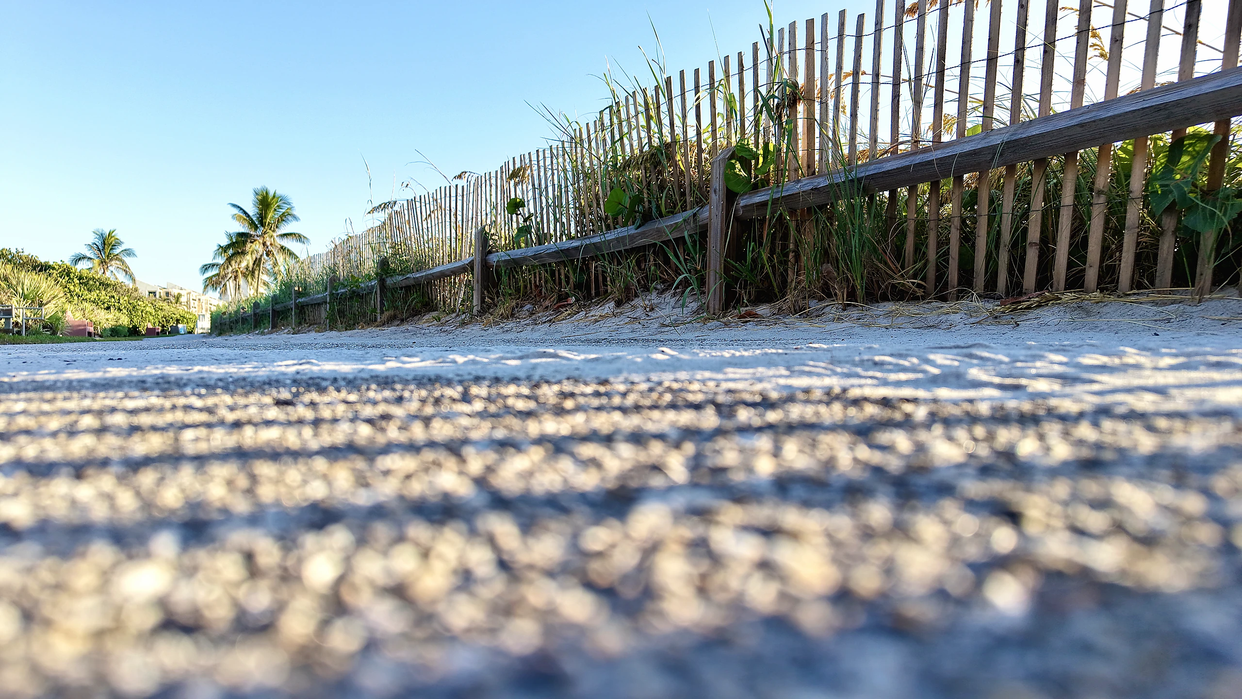 Low beach-level view of sand, sea oats, palms, and a coastal fence